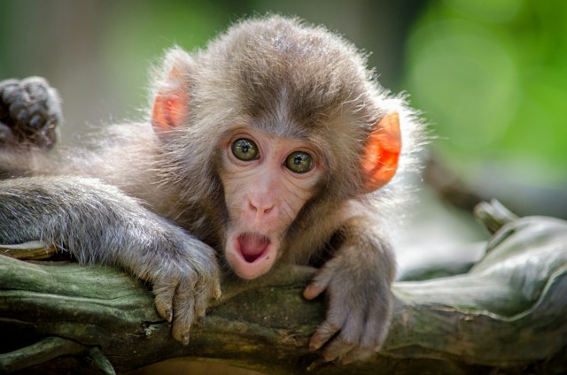 How Old is Monkey Kaka?